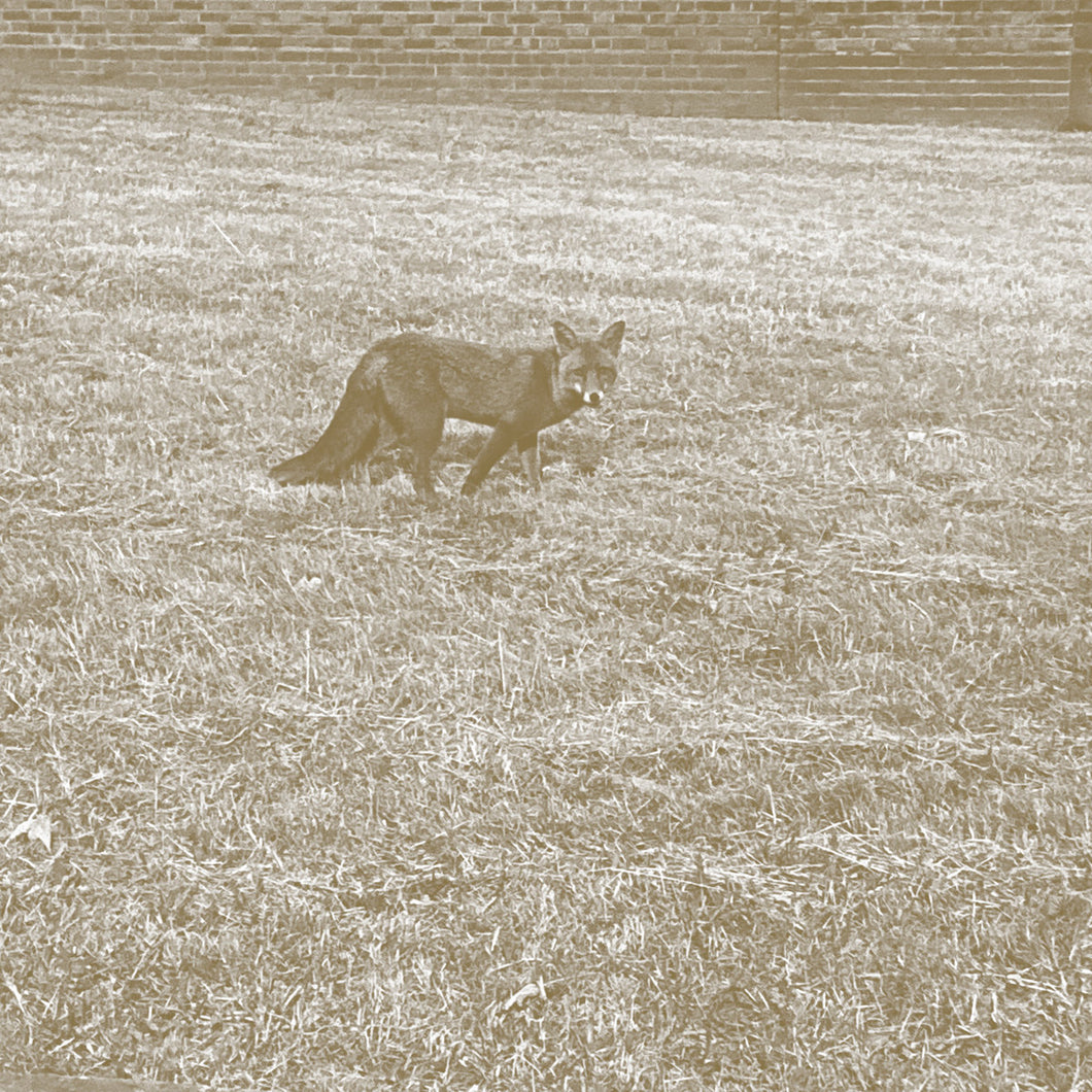 Lack, SSIEGE, Bianca Scout & More • Comme de Loin