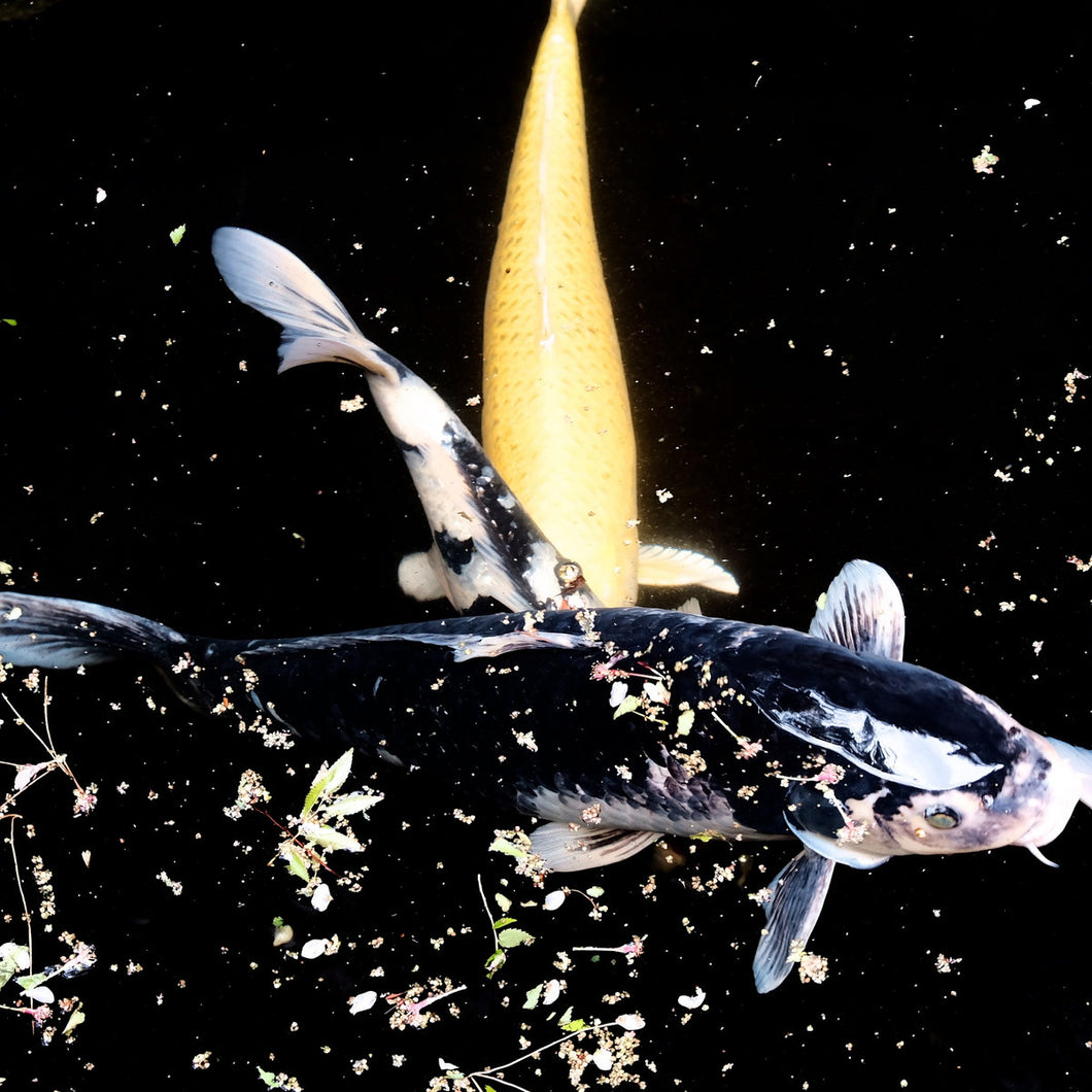 Officina Errante • Recorder! Ricorda...