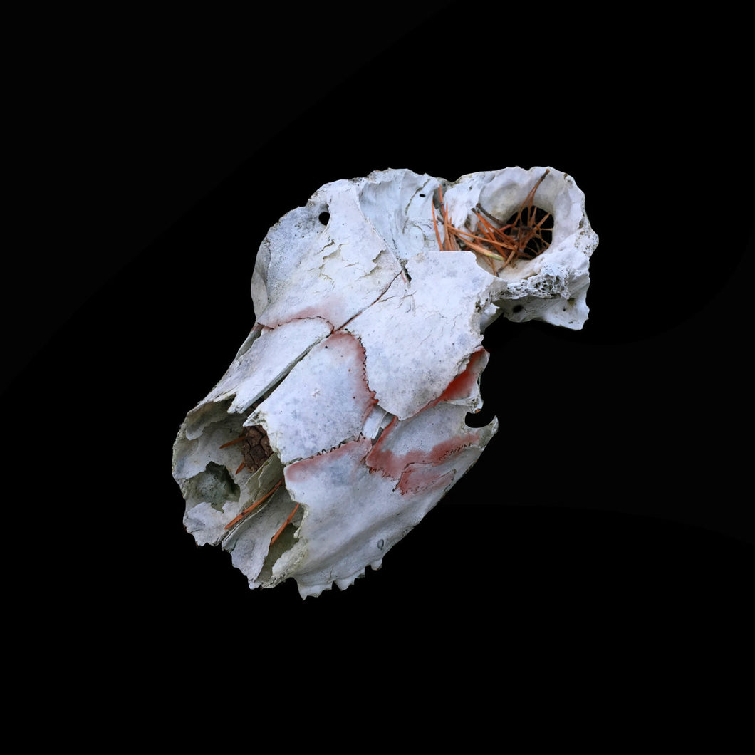 Vladislav Delay ‎• Untitled - Circa 2014